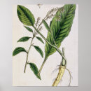 Recherche de herbals posters Botanique