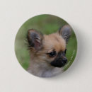 Recherche de chiot de chiwawa badges Plomb et pam langrish