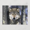 Recherche de amérique du nord cartes postales Faune