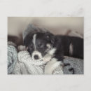 Recherche de chiot de vacances cartes postales Amoureux des chiens