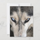 Recherche de sibérie cartes postales Husky