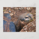 Recherche de tortue géante cartes postales Galapagos