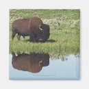 Recherche de scène magnets Animaux
