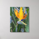 Recherche de paradis impressions sur toile Oiseau de paradis