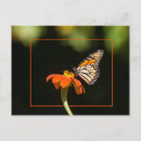 Recherche de beau papillon cartes postales Orange