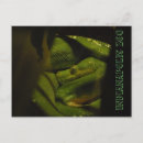 Recherche de boa cartes postales Reptile