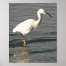 Zoek naar zwarte vogels posters Tropisch
