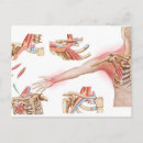 Recherche de tendon cartes postales Arrière plan blanc