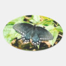 Zoek naar witte vlinder stickers Insect