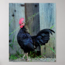 Recherche de coq vintage posters Animal