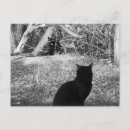 Recherche de chaton blanc cartes postales Photographie