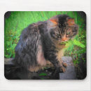 Recherche de minou photographie Meow