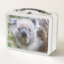 Zoek naar koala lunchboxen Beer