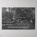 Recherche de chêne vivant posters Paysage