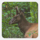 Recherche de taureaux autocollants Faune