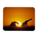 Recherche de parc national chobe magnets Éco tourisme