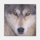 Recherche de loup gris magnets Carnivore