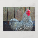 Recherche de coq noir cartes postales Poulet
