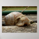 Zoek naar slakken kunst Dier