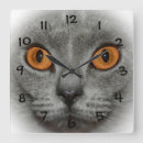 Recherche de yeux horloges Chat