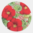 Recherche de nasturce Jardinage