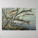 Recherche de monde marin posters Animaux