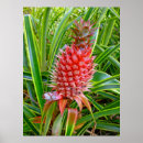 Zoek naar pineapple kunst Hawaii