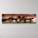 Zoek naar paard water posters Schoonheid