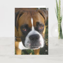 Recherche de american bulldog Canine