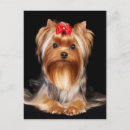 Recherche de terrier de yorkshire cartes postales Dog