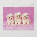 Recherche de petit chien cartes postales Mignon