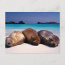 Recherche de l equateur cartes postales Océan