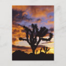 Recherche de arbre joshua cartes postales Coloré