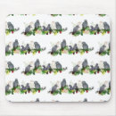 Recherche de perroquet gris africain tapis souris Oiseaux