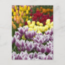 Zoek naar keukenhof briefkaarten Toerisme