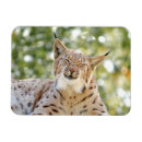 Recherche de de lynx magnets Animaux