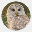 Recherche de yeux hibou autocollants Oiseau