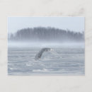 Recherche de hibou neige cartes postales Oiseau