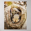 Zoek naar baby eekhoorn posters Stiekland