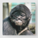 Zoek naar monkey klokken Schattig