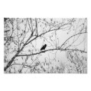 Recherche de crowe posters Nature