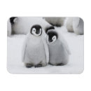 Recherche de empereur magnets Animaux sauvages