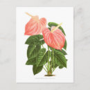 Zoek naar anthuriums briefkaarten Flora