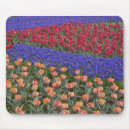 Recherche de jacinthe tapis souris Nature