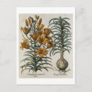 Recherche de fleurs 19ème cartes postales Après