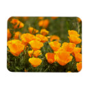 Recherche de coquelicot magnets Californie