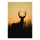 Recherche de cerf virginie posters Odocoileus virginianus