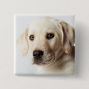 Recherche de labrador badges Mignon