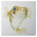 Recherche de vue de face carreaux Animaux