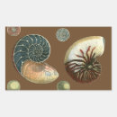 Zoek naar shells stickers Conch